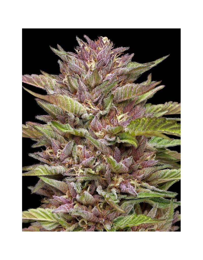 Pineapple Muffin, Фасовка: 3, изображение 2